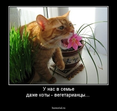 У нас в семье даже коты - вегетарианцы...