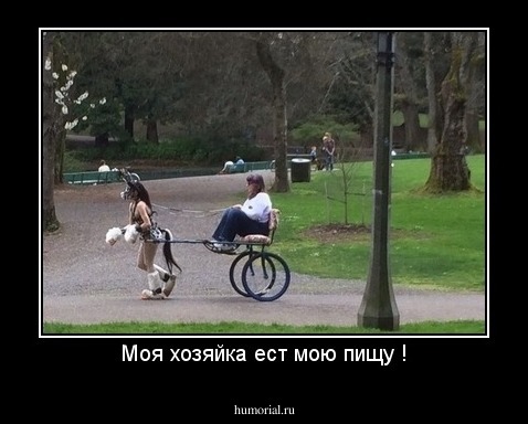 Моя хозяйка ест мою пищу !