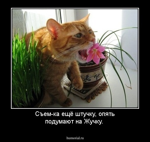 Съем-ка ещё штучку, опять подумают на Жучку.