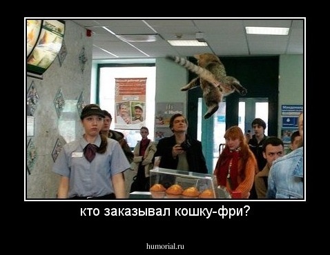 кто заказывал кошку-фри?