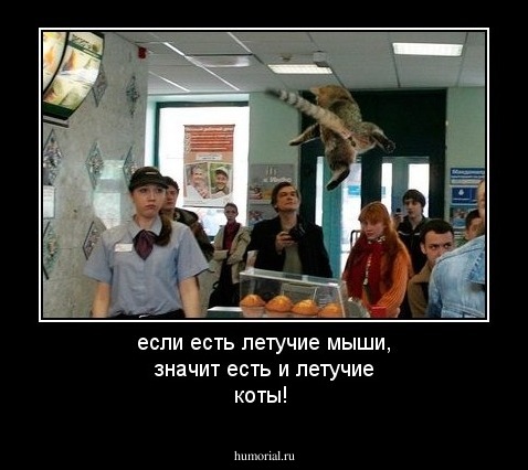 если есть летучие мыши, значит есть и летучие коты!