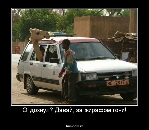 Отдохнул? Давай, за жирафом гони!