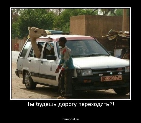 Ты будешь дорогу переходить?!