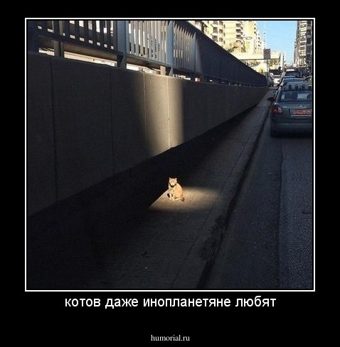 котов даже инопланетяне любят