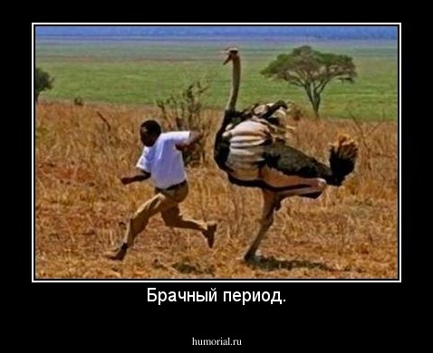 Брачный период.