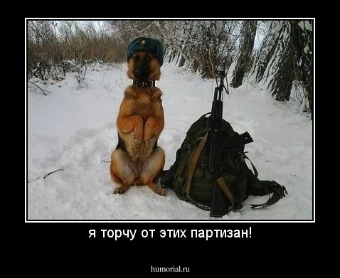 я торчу от этих партизан!