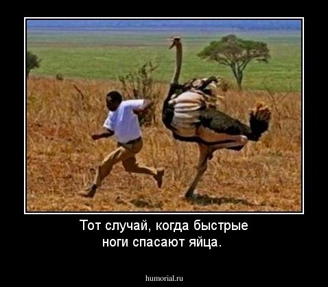 Тот случай, когда быстрые ноги спасают яйца.