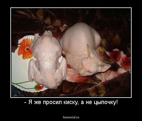 - Я же просил киску, а не цыпочку!