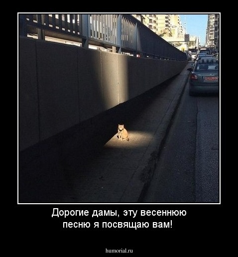 Дорогие дамы, эту весеннюю песню я посвящаю вам!