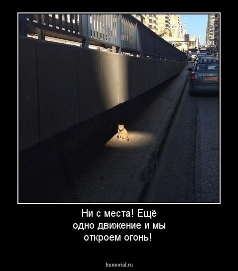 Ни с места! Ещё одно движение и мы откроем огонь!