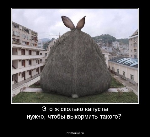 Это ж сколько капусты нужно, чтобы выкормить такого? 