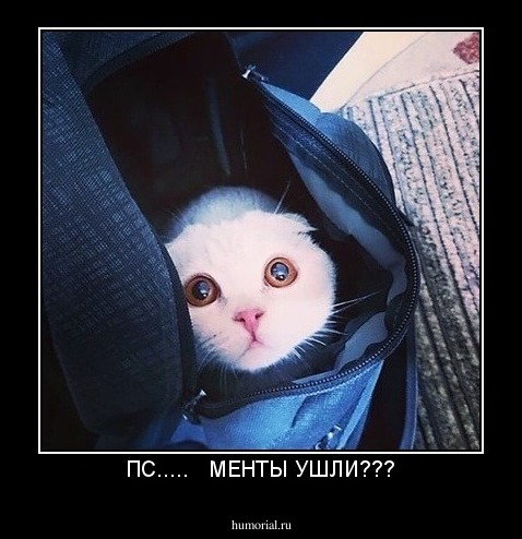 ПС.....   МЕНТЫ УШЛИ???
