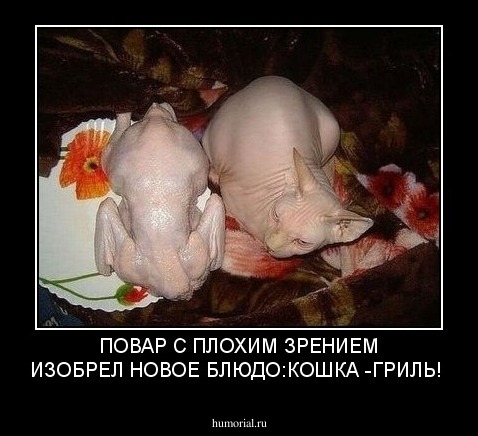 ПОВАР С ПЛОХИМ ЗРЕНИЕМ ИЗОБРЕЛ НОВОЕ БЛЮДО:КОШКА -ГРИЛЬ!