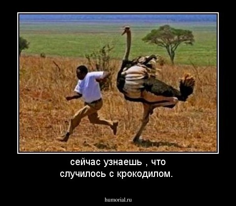 сейчас узнаешь , что случилось с крокодилом.