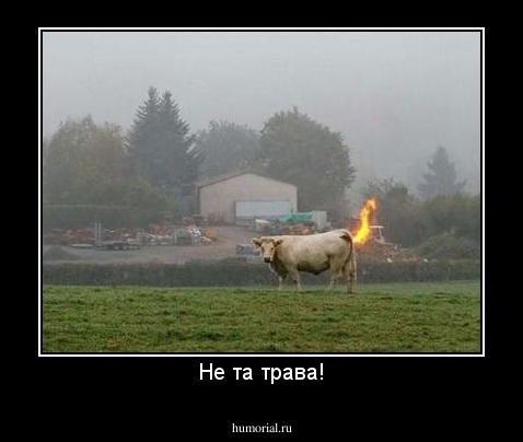 Не та трава!