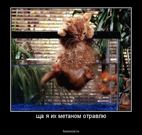 ща я их метаном отравлю