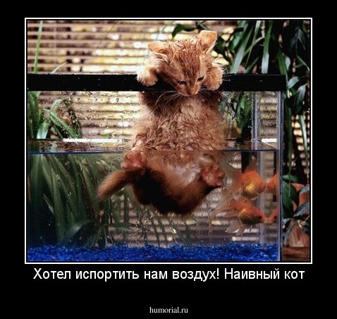 Хотел испортить нам воздух! Наивный кот