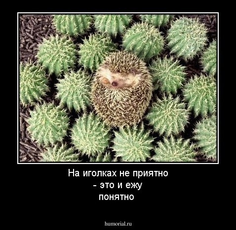 На иголках не приятно -  это и ежу понятно
