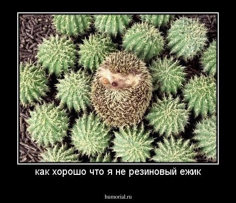 как хорошо что я не резиновый ежик