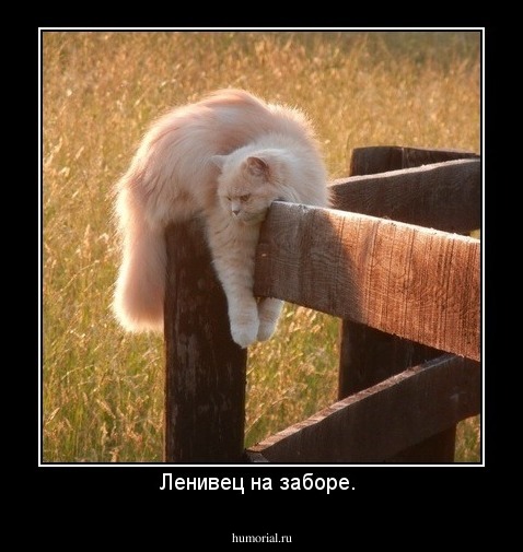 Ленивец на заборе. 