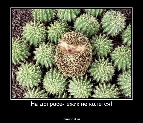 На допросе- ёжик не колется!