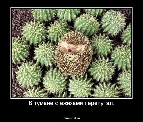 В тумане с ежихами перепутал.