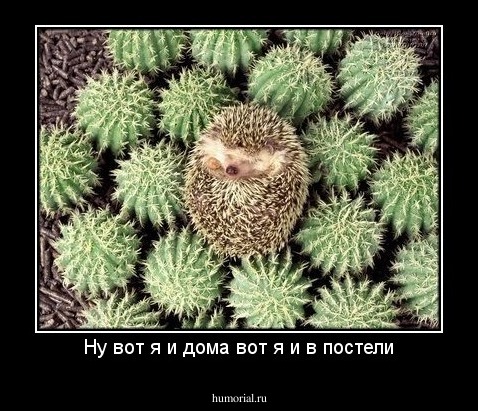 Ну вот я и дома вот я и в постели