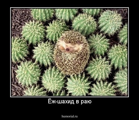 Ёж-шахид в раю