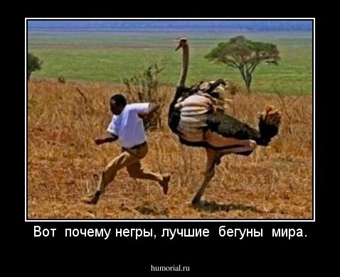 Вот  почему негры, лучшие  бегуны  мира.