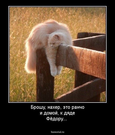 Брошу, нахер, это ранчо и домой, к дяде Фёдору...