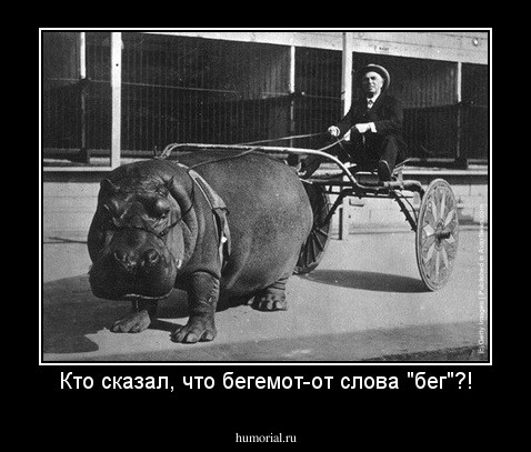 Кто сказал, что бегемот-от слова "бег"?!