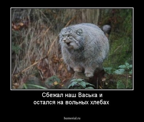 Сбежал наш Васька и остался на вольных хлебах