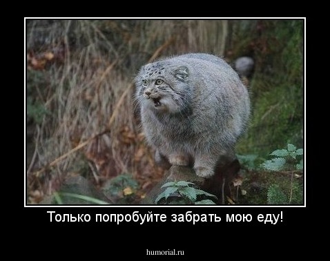 Только попробуйте забрать мою еду!