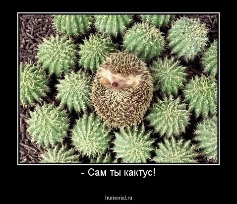 - Сам ты кактус!
