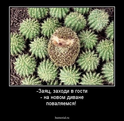 -Заяц, заходи в гости - на новом диване поваляемся!