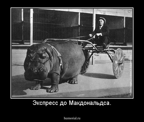 Экспресс до Макдональдса.