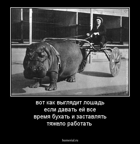 вот как выглядит лошадь если давать ей все время бухать и заставлять тяжело работать 