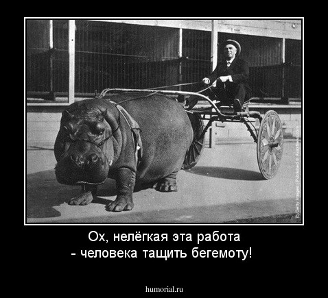 Ох, нелёгкая эта работа - человека тащить бегемоту!