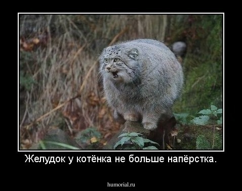 Желудок у котёнка не больше напёрстка.