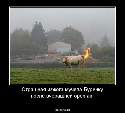 Страшная изжога мучила Буренку после вчерашней  open air
