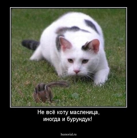Не всё коту масленица, иногда и бурундук!
