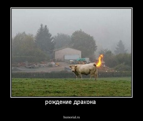 рождение дракона 