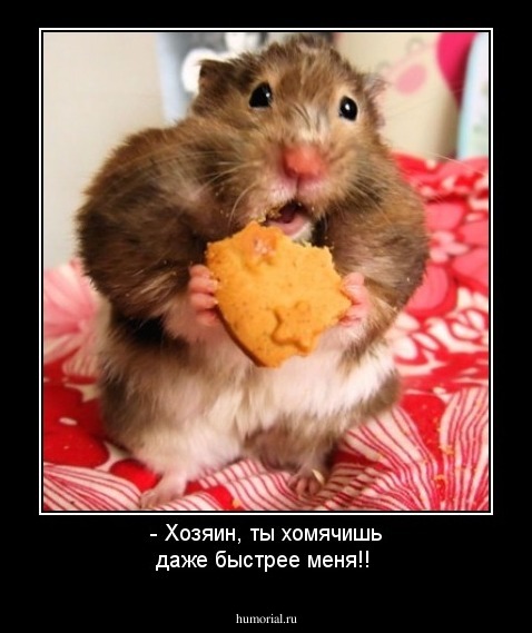 - Хозяин, ты хомячишь даже быстрее меня!!