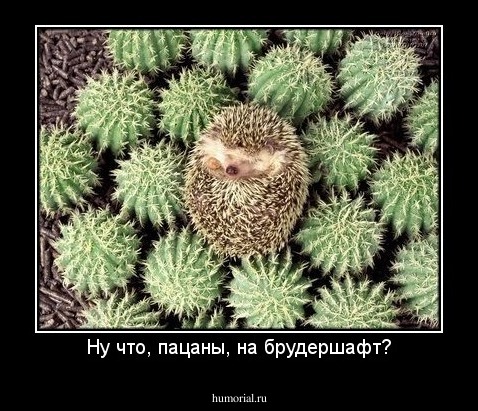Ну что, пацаны, на брудершафт?