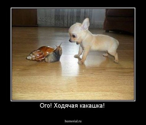 Ого! Ходячая какашка! 
