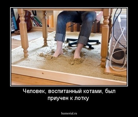 Человек, воспитанный котами, был приучен к лотку 