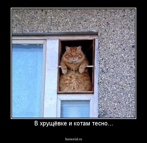 В хрущёвке и котам тесно...