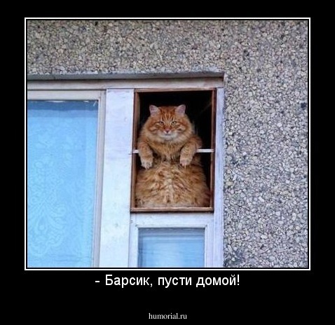 - Барсик, пусти домой!