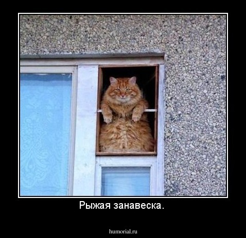 Рыжая занавеска. 