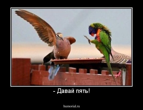 - Давай пять!